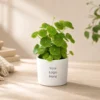Chinese Money Plant