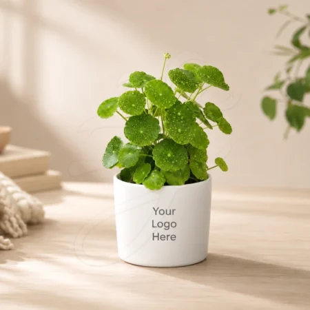 Chinese Money Plant