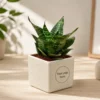 Dwarf Snake Plant