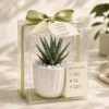 Haworthia Plant Pot