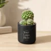 Miniature Cactus Plant