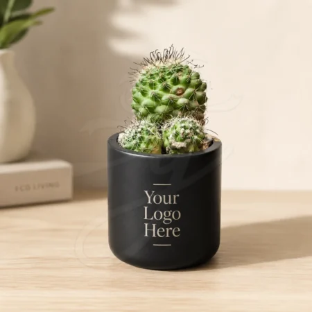 Miniature Cactus Plant