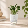 Self Watering Plant Pot