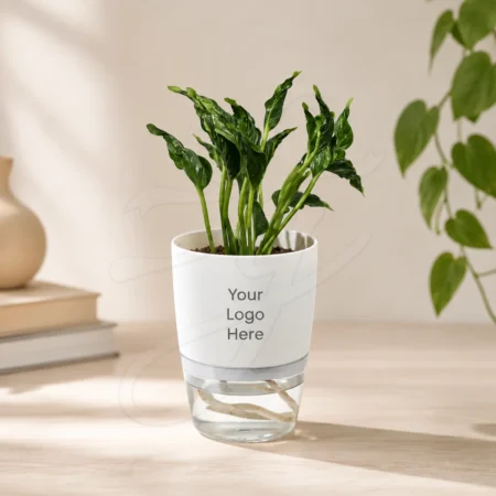 Self Watering Plant Pot
